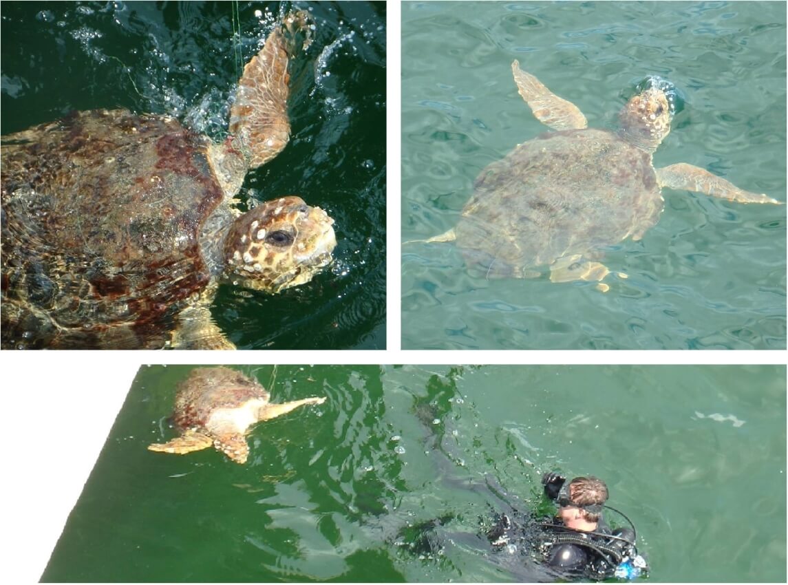 turtle_collage